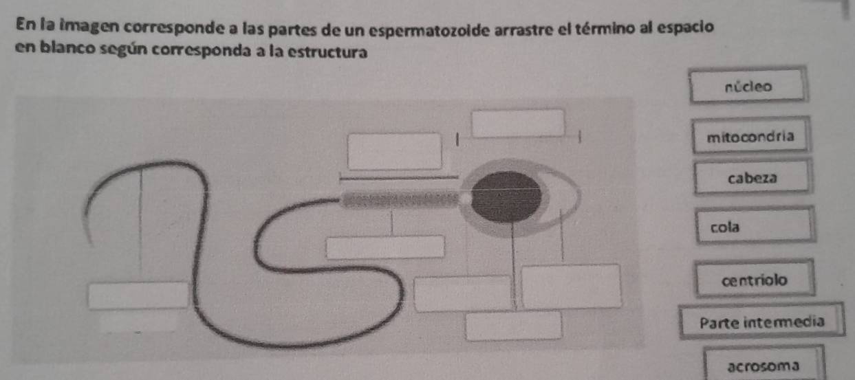 En la imagen corresponde a las partes de un espermatozoide arrastre el término al espacio
en blanco según corresponda a la estructura
núcleo
ito condria
cabeza
cola
centriolo
rte intermedia
acrosoma