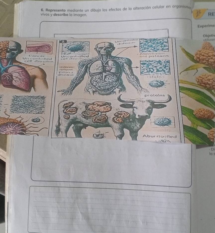 Represento mediante un dibujo los efectos de la alteración celular en organismo 
vivos y describo la imagen. 
RE 
Experime 
Objetiv 
utilizan 

Cancer 
Un conto lte d Uncontiolied 
cell dfostlon cell dto 
Prona casare 
divease 
protoins 
Aburoalled 
Di 
la s