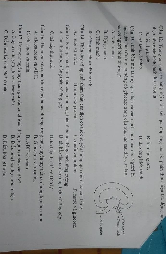 Trong cơ chế cân bằng nội môi, kết quả đáp ứng của bộ phận thực hiện tác động ngư
phận tiếp nhận kích thích được gọi là
A. liên hệ thuận. B. liên hệ ngược.
C. trà lời kích thích. D. đáp ứng kích thích.
Câu 13. Hình bên mô tả một quả thận và các mạch máu của nó. Người bị
bệnh đái tháo đường có nồng độ glucose trong cấu trúc nào sau đây cao hơn
so với người bình thường?
A. Niệu quản.
B. Động mạch.
C. Tĩnh mạch.
D. Động mạch và tĩnh mạch.
Câu 14. Thận duy trì áp suất thẩm thấu của dịch cơ thể chủ yếu thông qua điều hòa cân bằng:
A. muối và nước. B. nước và protein. C. muối và protein. D. nước và glucose.
Câu 15. Khi áp suất thầm thấu của máu tăng, thận điều hòa bằng cách tăng cường
A. đào thải nước ở ống thận và ống góp B. tái hấp thu nước ở ống thận và ống góp.
C. tái hấp thụ muối D. tái hấp thu H^+ và HCO_3^(-
Câu 16. Tham gia vào quá trình chuyển hóa đường trong máu, tuyển tuy tiết ra những loại hormone
A. Aldosterone và ADH. B. Glucagon và insulin.
C. Glucagon và renin. D. ADH và renin.
Câu 17. Hormone tuyến tụy tham gia vào cơ chế cân bằng nội môi nào sau đây?
A. Duy trì nồng độ glucose trong máu. B. Điều hòa hấp thụ nước ở thận.
C. Điều hòa hấp thụ Na^*) ở thận. D. Điều hòa pH máu.