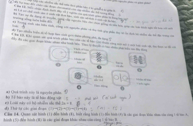 lu giữa nguyên phân và giảm phần?
lập xếp các nhiễm sắc thể trên thoi phân bào ở kì giữa và ki giữa II.
( đ) Sự trao đổi chéo các đoạn chromatid của cặp nhiễm sắc thể tương đồng.
Câu 12. Mỗi nhận định dưới đây về ý nghĩa của quá trình giám phân là đứng hay sai?
a) Là cơ chế sinh sản ở sinh vật đơn bảo, sinh sản vô tính ở sinh vật đa bảo.
trường sống luôn biến đổi.
b) Tạo sự đa dạng di truyền, cung cấp nguyên liệu cho chọn giống và tiên hóa, giúp các loài thích nghi tốt hơn với môi
loài.
c) Trong sinh sản hữu tính, cùng với nguyên phân và thụ tinh góp phần duy trì ồn định bộ nhiễm sắc thể đặc trung của
đ) Tạo nhiều biển đị tổ hợp làm sinh giới thêm phong phú, đa đạng
Câu 13. Khi quan sát quá trình phân bào của các tế bào (2n) thuộc cùng một mô ở một loài sinh vật, thu được sơ đồ với
đầy đủ các giai đoạn khác nhau như hình bên. Theo lý thuyết có bao nhiêu phát biểu sau đãy đùng
Vách tế bào
Nhân con
Nhân tế Sợi tơ
bào và sắc
1
2
3
Nhiễm Nhân tế bào
sắc thē
Vàch ngân
④ Tâm động
a) Quá trình này là nguyên phân.
b) Tế bào này là tế bào động vật
c) Loài này có bộ nhiễm sắc thể 2n=8.
d) Thứ tự các giai đoạn: (1) to (2)to (3)to (5)to (4)
Câu 14. Quan sát hình (1) đến hình (8), biết rằng hình (1) đến hình (4) là các giai đoạn khác nhau của cùng 1 tế bào A;
hình (5) đến hình (8) là các giai đoạn khác nhau của cùng 1 tế bào B.