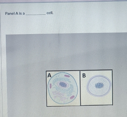 Panel A is a _cell.