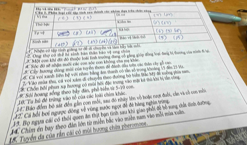 Nhện có tập tính 
2. Ông thợ có thể hi sinh bản thân bảo vệ ong chúa 
3. Một con khi đít đỏ thuộc loài linh trường đang cổ găng giúp đồng loại đang bị thương của mình đi lại. 
A. Sóc đò sẽ nhận nuôi các con sóc con không cha mẹ khác. 
5. Cây hương dùng mùi của tuyển thơm đề đánh đầu trên các thân cây gỗ cao. 
6. Cá voi xanh liên hệ với nhau bằng âm thanh có tần số trong khoáng 15 đến 25 Hz. 
7 Vào mùa thu, cá với xám di chuyển theo đường bờ biển Bắc Mỹ đễ xuống phía nam, 
8. Chồn hội phun xạ hương có mùi hồi đặc trưng vào mặt kẻ thù khi bị tần công. 
9. Sói hoang sống theo bầy đàn, phổ biến từ 5-10 con. 
10. Tu hủ đẻ trứng vào tổ của các loài chim khác. 
V. Báo đồm bò sát đến gần con mồi, sau đó nhảy lên vồ hoặc rượt đuổi, cần và cổ con mồi 
X 2. Cá hồi bơi ngược dòng về vùng nước ngọt để đẻ hàng nghin trứng. 
13. Bọ ngựa cái có thỏi quen ăn thịt bạn tinh sau khi giao phối để bỏ sung chất dinh dưỡng. 
14. Chim én bay theo đàn lớn từ miền bắc vào miền nam vào mỗi mùa xuân. 
15. Tuyến đa của rấn cái có mùi hương chứa pheromone.