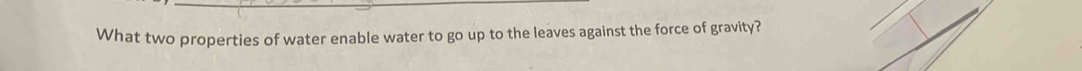 What two properties of water enable water to go up to the leaves against the force of gravity?