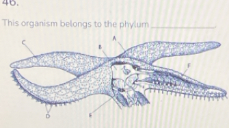 This organism belongs to the phylum __.