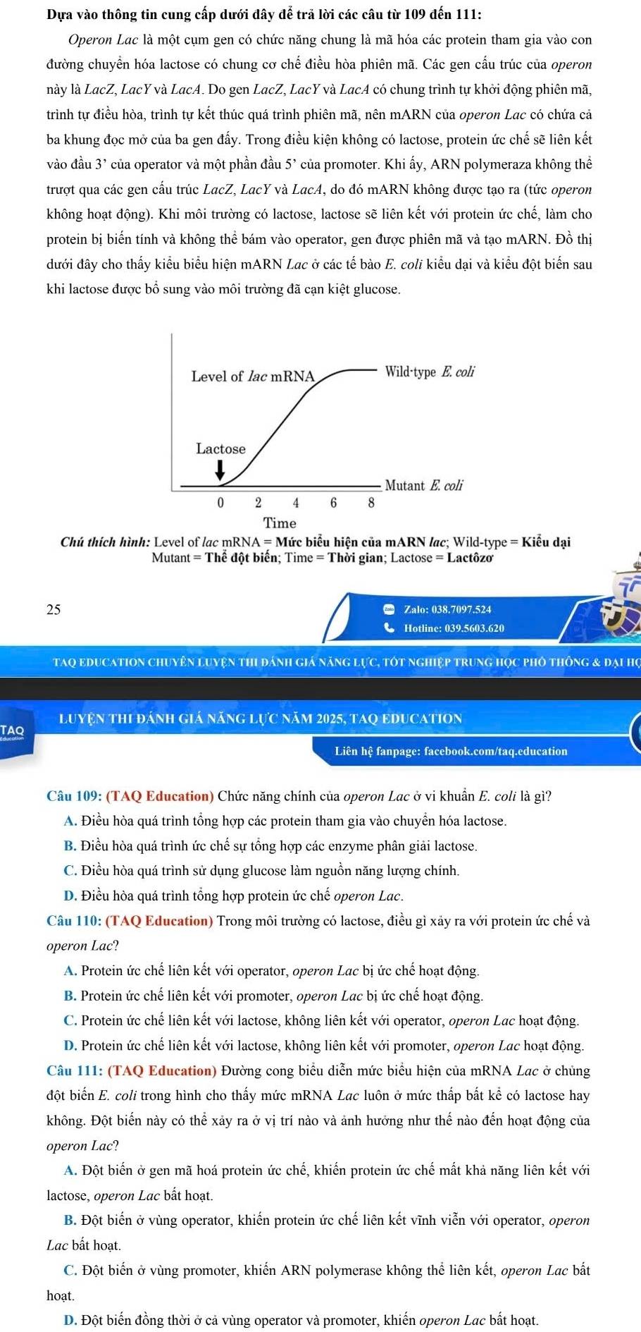 Dựa vào thông tin cung cấp dưới đây để trã lời các câu từ 109 đến 111:
Operon Lac là một cụm gen có chức năng chung là mã hóa các protein tham gia vào con
đường chuyển hóa lactose có chung cơ chế điều hòa phiên mã. Các gen cấu trúc của operon
này là LacZ, LacY và LacA. Do gen LacZ, LacY và LacA có chung trình tự khởi động phiên mã,
trình tự điều hòa, trình tự kết thúc quá trình phiên mã, nên mARN của operon Lạc có chứa cả
ba khung đọc mở của ba gen đấy. Trong điều kiện không có lactose, protein ức chế sẽ liên kết
vào đầu 3’ của operator và một phần đầu 5² của promoter. Khi ấy, ARN polymeraza không thể
trượt qua các gen cấu trúc LacZ, LacY và LacA, do đó mARN không được tạo ra (tức operon
không hoạt động). Khi môi trường có lactose, lactose sẽ liên kết với protein ức chế, làm cho
protein bị biến tính và không thể bám vào operator, gen được phiên mã và tạo mARN. Đồ thị
đưới đây cho thấy kiểu biểu hiện mARN Lac ở các tế bào E. coli kiểu dại và kiểu đột biến sau
khi lactose được bổ sung vào môi trường đã cạn kiệt glucose.
Chú thích hình: Level of lac mRNA = Mức biểu hiện của mARN lac; Wild-type = Kiểu dại
Mutant = Thể đột biến; Time = Thời gian; Lactose = Lactôzơ
25 ■ Zalo: 038.7097.524
● Hotline: 039.5603.620
TaQ eDucAtion chuyên luyện thi đánh giá năng lực, tôt nghiệp trung học phố thông & đại họ
TAQ luyện thi đánh giá năng lực năm 2025, tAQ EDuCatiOn
Liên hệ fanpage: facebook.com/taq.education
Câu 109: (TAQ Education) Chức năng chính của operon Lac ở vi khuẩn E. coli là gì?
A. Điều hòa quá trình tổng hợp các protein tham gia vào chuyển hóa lactose.
B. Điều hòa quá trình ức chế sự tổng hợp các enzyme phân giải lactose.
C. Điều hòa quá trình sử dụng glucose làm nguồn năng lượng chính.
D. Điều hòa quá trình tổng hợp protein ức chế operon Lac.
Câu 110: (TAQ Education) Trong môi trường có lactose, điều gì xảy ra với protein ức chế và
operon Lac?
A. Protein ức chế liên kết với operator, operon Lac bị ức chế hoạt động.
B. Protein ức chế liên kết với promoter, operon Lac bị ức chế hoạt động.
C. Protein ức chế liên kết với lactose, không liên kết với operator, operon Lạc hoạt động.
D. Protein ức chế liên kết với lactose, không liên kết với promoter, operon Lac hoạt động.
Câu 111: (TAQ Education) Đường cong biểu diễn mức biểu hiện của mRNA Lạc ở chủng
đột biến E. coli trong hình cho thấy mức mRNA Lac luôn ở mức thấp bắt kể có lactose hay
không. Đột biến này có thể xảy ra ở vị trí nào và ảnh hưởng như thế nào đến hoạt động của
operon Lac?
A. Đột biến ở gen mã hoá protein ức chế, khiến protein ức chế mất khả năng liên kết với
lactose, operon Lac bất hoạt.
B. Đột biến ở vùng operator, khiến protein ức chế liên kết vĩnh viễn với operator, operon
Lac bất hoạt.
C. Đột biến ở vùng promoter, khiến ARN polymerase không thể liên kết, operon Lac bắt
hoạt.
D. Đột biến đồng thời ở cả vùng operator và promoter, khiến operon Lac bất hoạt.