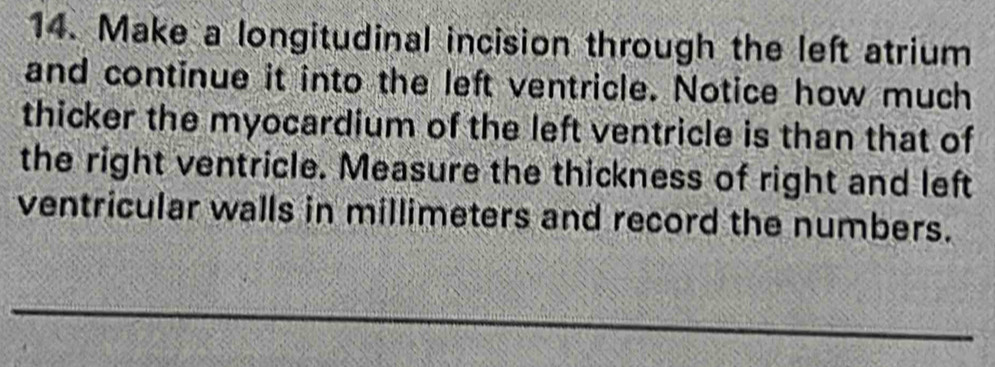 Make a longitudinal incision through the left atrium 
and continue it into the left ventricle. Notice how much 
thicker the myocardium of the left ventricle is than that of 
the right ventricle. Measure the thickness of right and left 
ventricular walls in millimeters and record the numbers.