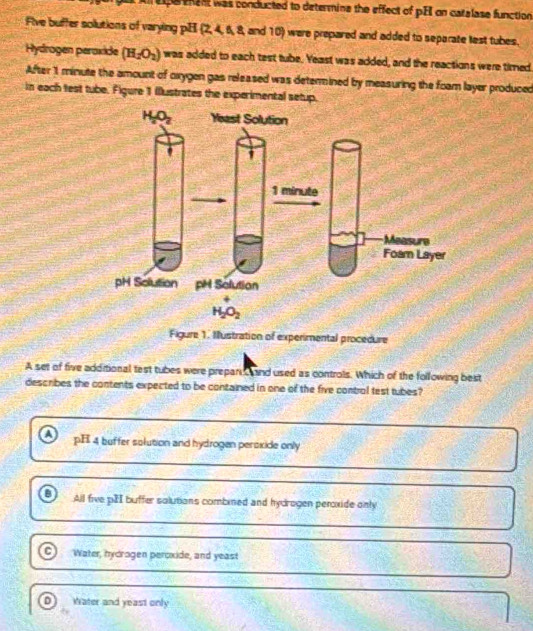 eperhent was conducted to determine the effect of pEI on catalase function
Five buffer solutions of varying pH(24.4 and 10) were prepared and added to separate test tubes.
Hydrogen peroxide (H_2O_2) was added to each test tube. Yeast was added, and the reactions were timed
After 1 minute the amount of oxygen gas released was determined by measuring the foam layer produced
in each test tube. Figure 1 illustrates the experimental setup.
Figure 1. Mustration of experimental procedure
A set of five additional test tubes were prepari c and used as controls. Which of the following best
describes the contents expected to be contained in one of the five conbrol test tubes?
a pH 4 buffer solution and hydrogen peroxide only
All five pHI buffer solutions combined and hydrogen peroxide only
C Water, hydrogen peroxide, and yeast
D Water and yeast only