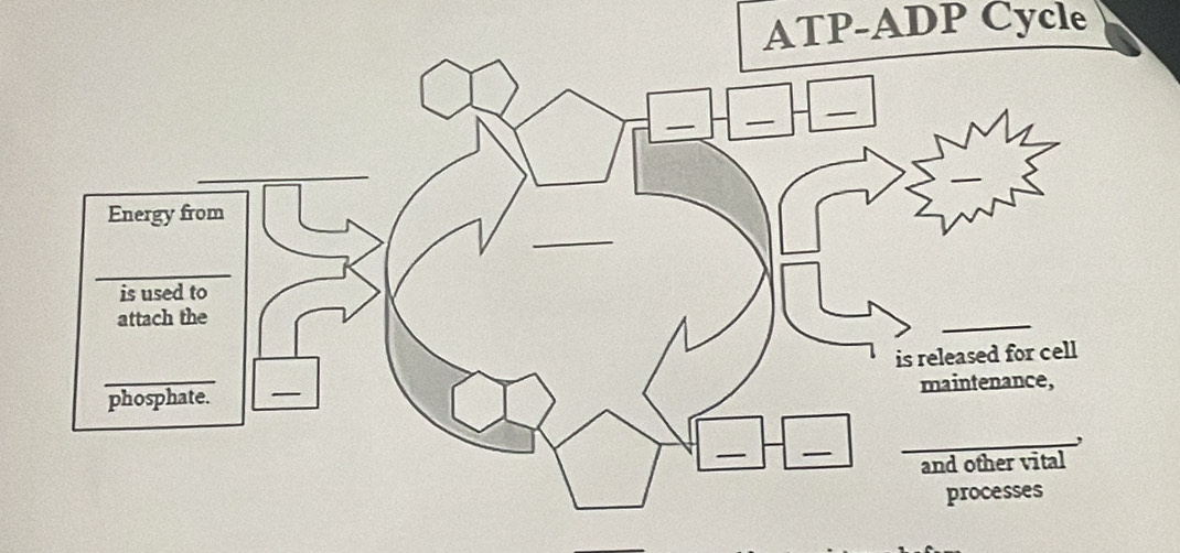 ATP- ADP Cycle