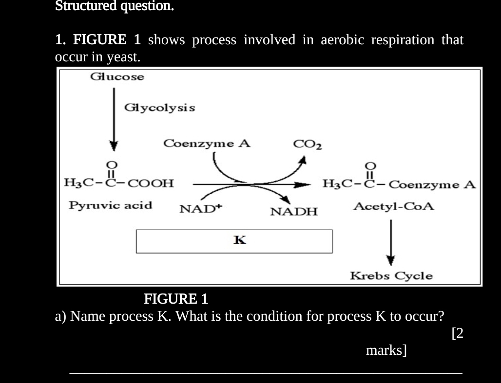 Structured question.
1. FIGURE 1 shows process involved in aerobic respiration that
occur in yeast.
FIGURE 1
a) Name process K. What is the condition for process K to occur?
[2
marks]