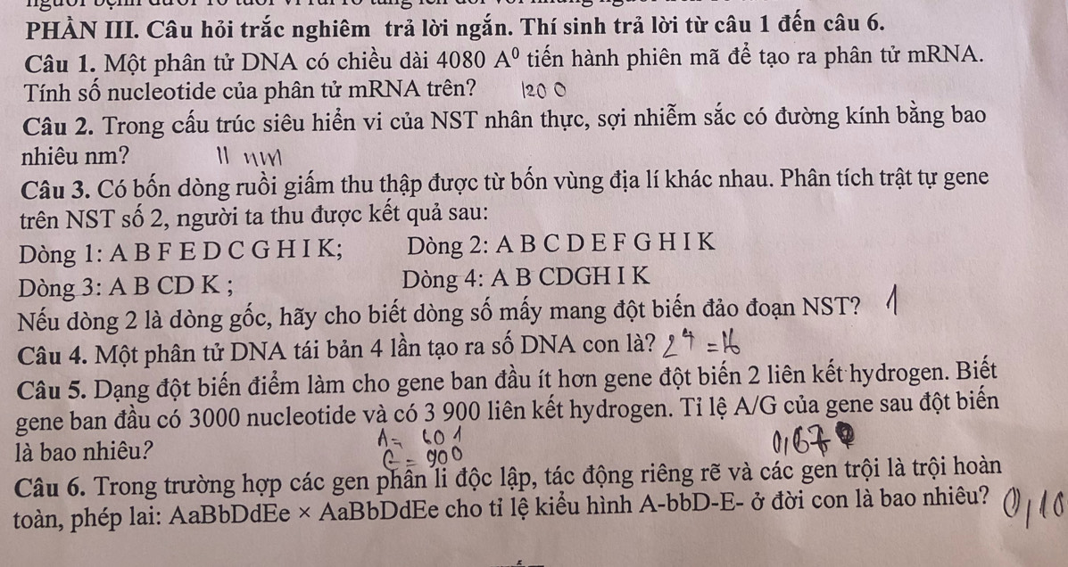 PHẢN III. Câu hỏi trắc nghiêm trả lời ngắn. Thí sinh trả lời từ câu 1 đến câu 6. 
Câu 1. Một phân tử DNA có chiều dài 4080A^0 tiến hành phiên mã để tạo ra phân tử mRNA. 
Tính số nucleotide của phân tử mRNA trên? 
Câu 2. Trong cấu trúc siêu hiển vi của NST nhân thực, sợi nhiễm sắc có đường kính bằng bao 
nhiêu nm? 1 n 
Câu 3. Có bốn dòng ruồi giấm thu thập được từ bốn vùng địa lí khác nhau. Phân tích trật tự gene 
trên NST số 2, người ta thu được kết quả sau: 
Dòng 1: A B F E D C G H I K; Dòng 2 : A B C D E F G H I K 
Dòng 3: A B CD K ; Dòng 4: A B CDGH I K 
Nếu dòng 2 là dòng gốc, hãy cho biết dòng số mấy mang đột biến đảo đoạn NST? 
Câu 4. Một phân tử DNA tái bản 4 lần tạo ra số DNA con là? 
Câu 5. Dạng đột biến điểm làm cho gene ban đầu ít hơn gene đột biến 2 liên kết hydrogen. Biết 
gene ban đầu có 3000 nucleotide và có 3 900 liên kết hydrogen. Tỉ lệ A/G của gene sau đột biển 
là bao nhiêu? 
Câu 6. Trong trường hợp các gen phân li độc lập, tác động riêng rẽ và các gen trội là trội hoàn 
toàn, phép lai: AaBbDdEe × AaBbDdEe cho tỉ lệ kiểu hình A-bbD-E- ở đời con là bao nhiều?