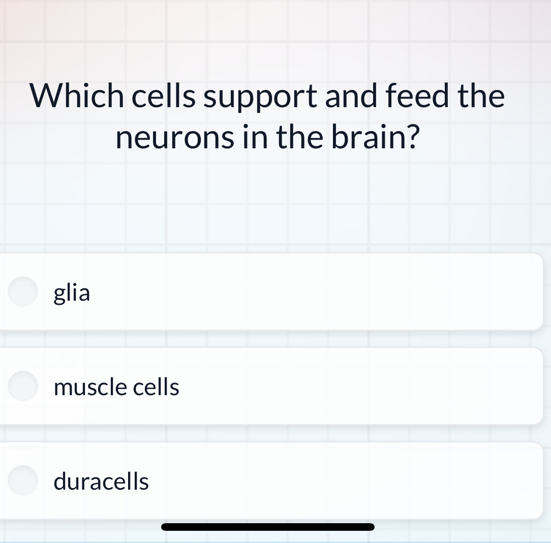 Which cells support and feed the
neurons in the brain?
glia
muscle cells
duracells