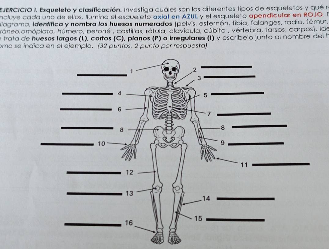 Esqueleto y clasificación. Investiga cuáles son los diferentes tipos de esqueletos y qué ra 
ncluye cada uno de ellos. Ilumina el esqueleto axial en AZUL y el esqueleto apendicular en ROJO. E 
diagrama, identifica y nombra los huesos numerados (pelvis, esternón, tibia, falanges, radio, fémur, 
ráneo,omóplato, húmero, peroné , costillas, rótula, clavícula, cúbito , vértebra, tarsos, carpos). Ide 
e trata de huesos largos (L), cortos (C), planos (P) o irregulares (I) y escríbelo junto al nombre del h 
omo se indica en el ejemplo. (32 puntos, 2 punto por respuesta)