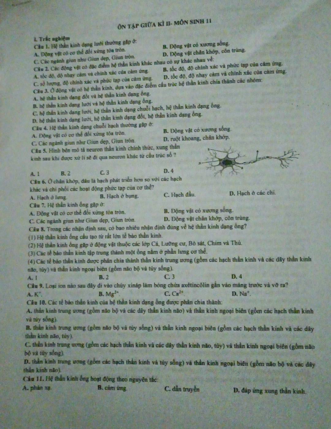 Ôn tập giữa kỳ II- môn sinh 11
L Trắc nghiệm
Câu 1. Hệ thần kinh dạng lưới thường gặp ở:
A. Động vật có cơ thể đối xứng tóa tròn. B. Động vật có xương sống.
C. Các ngành giun như Giun đẹp, Giun tròn. D. Động vật chân khớp, côn trùng.
Cầu 2. Các động vật có đặc điểm hệ thần kinh khác nhau có sự khác nhau về:
A. tốc độ, độ nhạy cảm và chính xác của cảm ứng. B. tốc độ, độ chính xác và phức tạp của cảm ứng.
C. số hượng, độ chính xác và phức tạp của cảm ứng. D. tốc độ, độ nhạy cảm và chính xác của cảm ứng.
Cêu 3. Ở động vật có hệ thần kinh, dựa vào đặc điểm cầu trúc hệ thần kinh chía thành các nhóm:
A. hệ thần kinh dạng đốt và hệ thần kinh dạng ống.
B. hệ thần kinh dạng lưới và hệ thần kinh dạng ống.
C. hệ thần kinh dạng lưới, hệ thần kinh dạng chuỗi hạch, hệ thần kinh dạng ống.
D. hệ thần kinh dạng lưới, hệ thần kinh dạng đốt, hệ thần kinh dạng ống.
Câu 4. Hệ thần kinh dạng chuỗi hạch thường gặp ở:
A. Động vật có cơ thể đổi xứng tóa tròn. B. Động vật có xương sống
C. Các ngành giun như Giun đẹp, Giun tròn. D. ruột khoang, chân khớp.
Câu 5. Hình bên mô tả neuron thần kinh chính thức, xung thần
kinh sau khi được xử lí sẽ đi qua neuron khác từ cầu trúc số ?
A. 1 B. 2 C. 3 D. 4
Cầu 6. Ở chân khớp, đâu là hạch phát triển hơn so với các hạch
khác và chỉ phối các hoạt động phức tạp của cơ thể?
A. Hạch ở lưng B. Hạch ở bụng. C. Hạch đầu. D. Hạch ở các chi.
Cêu 7, Hệ thần kinh ống gặp ở:
A. Động vật có cơ thể đổi xứng tòa tròn. B. Động vật cỏ xương sống.
C. Các ngành giun như Giun dẹp, Giun tròn. D. Động vật chân khớp, côn trùng.
Cầu 8. Trong các nhận định sau, có bao nhiêu nhận định đúng về hệ thần kinh dạng ồng?
(1) Hệ thần kinh ống cầu tạo từ rất lớn tế bào thần kinh.
(2) Hệ thần kinh ông gặp ở động vật thuộc các lớp Cá, Lường cư, Bò sát, Chim và Thủ.
(3) Các tế bảo thần kinh tập trung thành một ống nằm ở phần lưng cơ thể.
(4) Các tế bảo thần kinh được phân chia thành thần kinh trung ương (gồm các hạch thần kinh và các dây thần kinh
não, tủy) và thần kinh ngoại biên (gồm não bộ và tủy sống).
A. 1 B. 2 C. 3 D. 4
Câu 9. Loại ioa nào sau đây đi vào chủy xináp làm bóng chứa axêtincôlin gắn vào mảng trước và vỡ ra?
A. K². B. Mg^(2+) C. Ca^(2+) D. Na*.
Câu 10. Các tế bảo thần kinh của hệ thần kinh dạng ống được phân chia thành:
A. thần kinh trung ương (gồm não bộ và các dây thần kinh não) và thần kinh ngoại biên (gồm các hạch thần kinh
và tủy sống).
B. thần kinh trung ương (gồm não bộ và tủy sống) và thần kinh ngoại biên (gồm các hạch thần kính và các dây
thần kinh não, túy).
C. thần kinh trung ương (gồm các hạch thần kinh và các dây thần kinh não, tủy) và thần kinh ngoại biên (gồm não
bộ và tây sống)
D. thần kính trung ương (gồm các hạch thần kính và túy sống) và thần kính ngoại biên (gồm não bộ và các dây
thân kính não).
Câu 11. Hệ thần kinh ống hoạt động theo nguyên tắc:
A. phán xp B. cảm ứng C. dẫn truyền D. đáp ứng xung thần kinh.