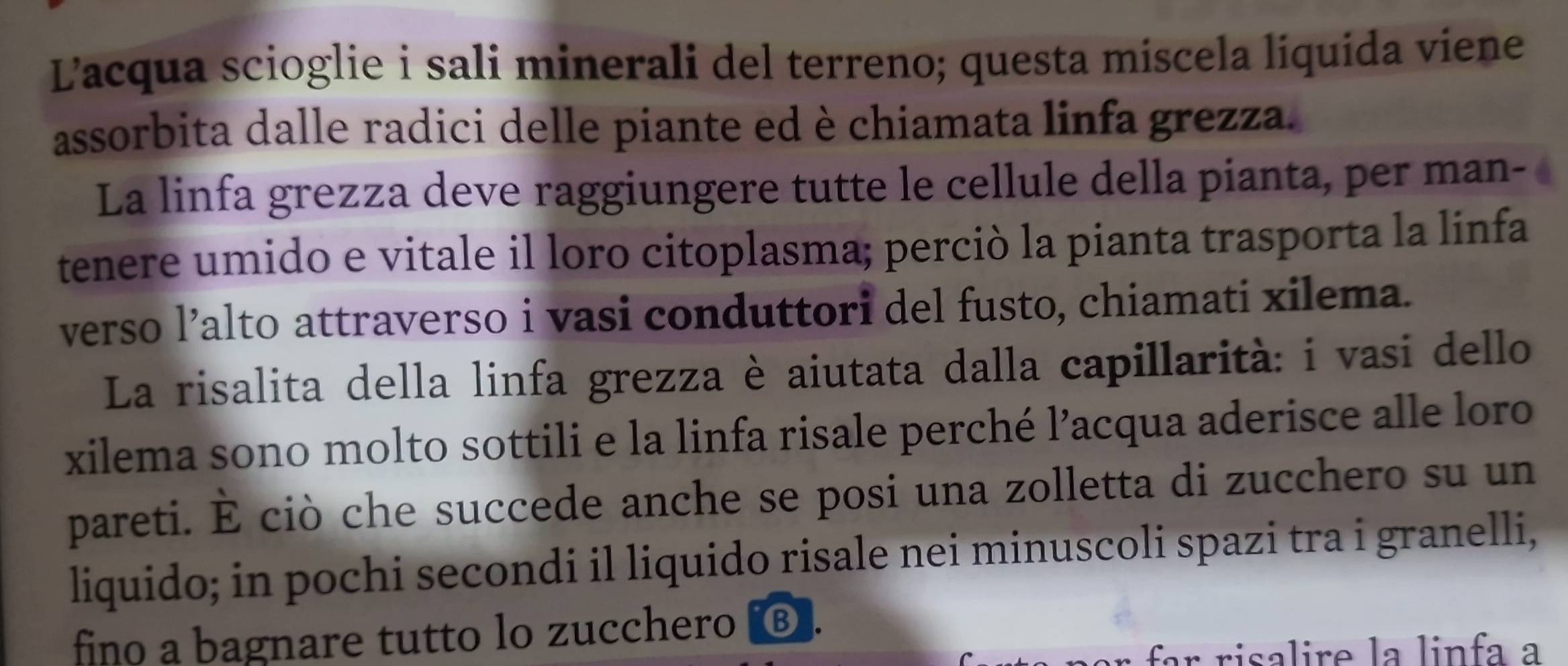 Lacqua scioglie i sali minerali del terreno; questa miscela liquida viene 
assorbita dalle radici delle piante ed è chiamata linfa grezza. 
La linfa grezza deve raggiungere tutte le cellule della pianta, per man- 
tenere umido e vitale il loro citoplasma; perciò la pianta trasporta la linfa 
verso l’alto attraverso i vasi conduttori del fusto, chiamati xilema. 
La risalita della linfa grezza è aiutata dalla capillarità: i vasi dello 
xilema sono molto sottili e la linfa risale perché l’acqua aderisce alle loro 
pareti. È ciò che succede anche se posi una zolletta di zucchero su un 
liquido; in pochi secondi il liquido risale nei minuscoli spazi tra i granelli, 
fino a bagnare tutto lo zucchero Ⓑ. 
r risalire la linfa a