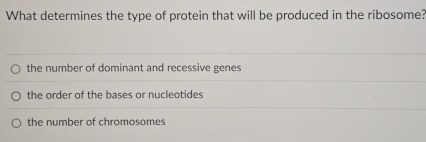 What determines the type of protein that will be produced in the ribosome?
the number of dominant and recessive genes
the order of the bases or nucleotides
the number of chromosomes