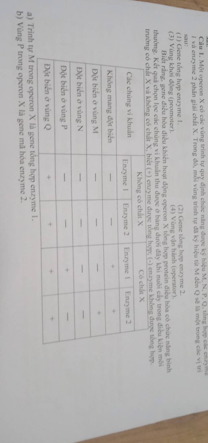 Một operon X có các vùng trình tự quy định chức năng được ký hiệu M, N, P, Q, tổng hợp các enzyme
1 và enzyme 2 phân giải chất X. Trong đó, mỗi vùng trình tự đã ký hiệu từ M đến Q sẽ là một trong các vị tri
sau:
(1) Gene tổng hợp enzyme 1. (2) Gene tổng hợp enzyme 2.
(3) Vùng khởi động (promoter). (4) Vùng vận hành (operator).
Biết rằng, gene điều hòa điều khiển hoạt động operon X tổng hợp protein điều hòa có chức năng bình
thường. Kết quả chọn lọc các chủng vi khuẩn thu được ở bảng dưới đây khi nuôi cấy trong điều kiện môi
trư) enzyme không được tổng hợp.
a) Trình tự M trong operon X là gene tổng hợp enz
b) Vùng P trong operon X là gene mã hóa enzyme 2.