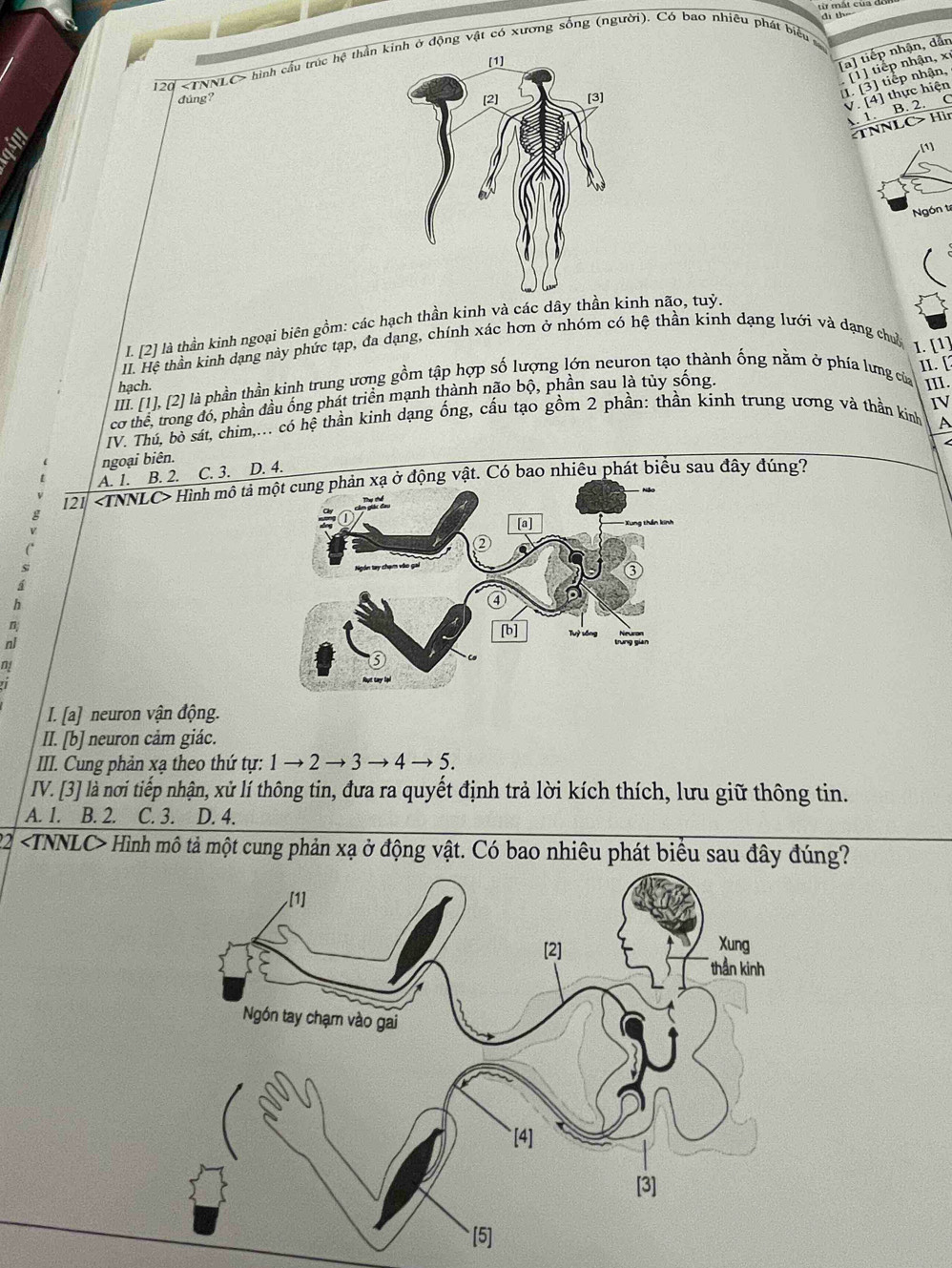 120 hình cầu trúc hệ thần nh ở động vật có xương sống (người). Có bao nhiều phát biểu  ở
[a] tiếp nhận, dẫn
đúng? 
1. [3] tiếp nhận, [1] tiếp nhận, xỉ
V. [4] thực hiện
A. 1. B. 2. C
TNNLC> Hìn
[1]
Ngón t
I. [2] là thần kinh ngoại biên gồm: các hạch thần kinh và các dây thần kinh não, tuỷ.
II. Hệ thần kinh dạng này phức tạp, đa dạng, chính xác hơn ở nhóm có hệ thần kinh dạng lưới và dạng chuy
III. [1], [2] là phần thần kinh trung ương gồm tập hợp số lượng lớn neuron tạo thành ống nằm ở phía lưng của I. [1]
hạch. ⅢI.
cơ thể, trong đó, phần đầu ống phát triển mạnh thành não bộ, phần sau là tủy sống. II. [
IV. Thú, bò sát, chim,... có hệ thần kinh dạng ống, cấu tạo gồm 2 phần: thần kinh trung ương và thần kinh IV
A
ngoại biên.
A. 1. B. 2. C. 3. D. 4.
[21 Hình mộ tả  động vật. Có bao nhiêu phát biểu sau đây đúng?
C
h
*
:
I. [a] neuron vận động.
II. [b] neuron cảm giác.
III. Cung phản xạ theo thứ tự: 1 → 2 → 3 → 4 → 5.
IV. [3] là nơi tiếp nhận, xử lí thông tin, đưa ra quyết định trả lời kích thích, lưu giữ thông tin.
A. 1. B. 2. C. 3. D. 4.
22 Hình mô tả một cung phản xạ ở động vật. Có bao nhiêu phát biểu sau đây đúng?