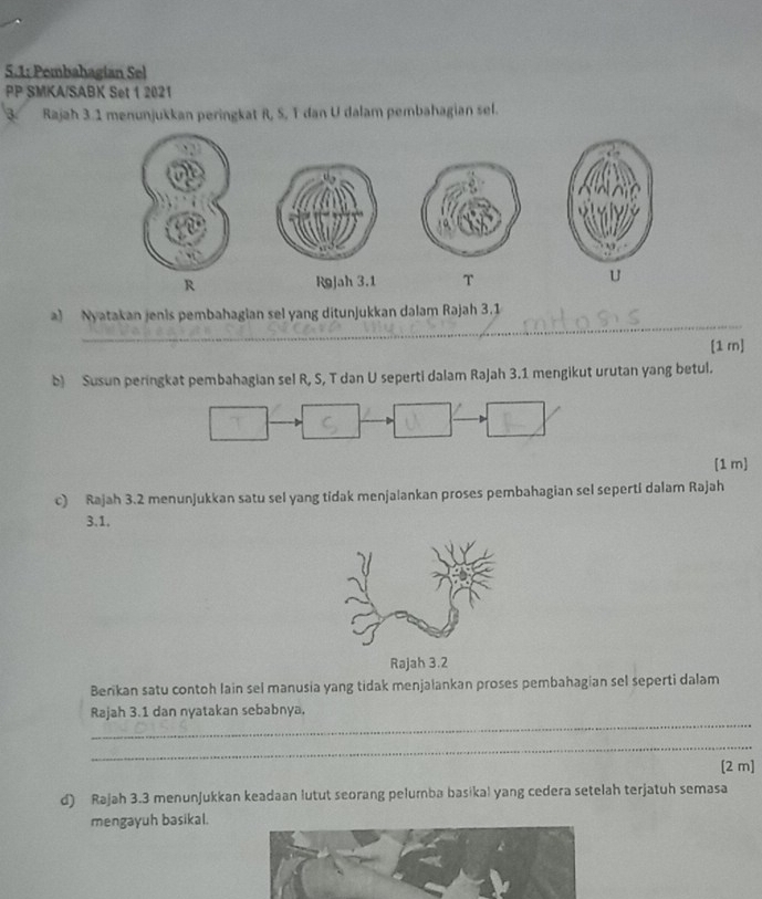 5.1; Pembahagian Sel 
PP SMKA/SABK Set 1 2021 
Rajah 3.1 menunjukkan peringkat R, S, T dan U dalam pembahagian sel.
R R9jah 3.1 T U
_ 
a) Nyatakan jenis pembahagian sel yang ditunjukkan dalam Rajah 3.1 
[1 m] 
b) Susun peringkat pembahagian sel R, S, T dan U seperti dalam Rajah 3.1 mengikut urutan yang betul. 
[1 m] 
c) Rajah 3.2 menunjukkan satu sel yang tidak menjalankan proses pembahagian sel seperti dalam Rajah 
3.1. 
Berikan satu contoh lain sel manusia yang tidak menjalankan proses pembahagian sel seperti dalam 
_ 
Rajah 3.1 dan nyatakan sebabnya, 
_ 
[2 m] 
d) Rajah 3.3 menunjukkan keadaan lutut seorang pelumba basikal yang cedera setelah terjatuh semasa 
mengayuh basikal.