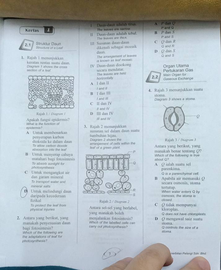 Daun-daun adalah tirus. A P dan Q
Kertas 1 The leaves are narrow P and Q
II Daun-daun adalah tebal. B P dan S
The leaves are thick
2.1 Struktur Daun II Susunan daun-daun C Q dan R P and S
Structure of a Leaf dikenali sebagai mozaik Q and R
daun.
D
1. Rajah 1 menunjukkan The arrangement of leaves Q dan S Q and S
is known as leaf mosaic.
keratan rentas suatu daun. IV Daun-daun disokong Organ Utama
Diagram 1 shows the cross
section of a leaf. secara mendatar.
The leaves are held Pertukaran Gas
honizontally. 2.2 Gaseous Exchange Main Organ for
A l dan II
I and II
B l dan IIl 4. Rajah 3 menunjukkan suatu
I and III stoma.
C II dan IV Diagram 3 shows a stoma
II and IV
Rajah 1 / Diagram 1 D III dan IV
Apakah fungsi epidermis? III and IV
What is the function of
epidermis? 3. Rajah 2 menunjukkan
A Untuk membenarkan susunan sel dalam daun suatu
penyerapan karbon tumbuhan hijau.
dioksida ke dalam daun Diagram 2 shows the
To allow carbon dioxide arrangement of cells within the Rajah 3 / Diagram 3
absorption into the leafleaf of a green plant. Antara yang berikut, yang
B Untuk menyerap cahayamanakah benar tentang Q?
Which of the following is true
matahari bagi fotosintesis about Q?
To absorb sunlight for
photosynthesisA Q ialah suatu sel
C Untuk mengangkut airparenkima. Q is a parenchymal cell.
dan garam mineralB Apabila air memasuki Q
To transport water and
mineral saltssecara osmosis, stoma
tertutup.
D Untuk melindungi daunWhen water enters Q by
daripada kecederaanosmosis, the stoma is
fizikal Rajah 2 / Diagram 2 closed.
To protect the leaf from C Q tidak mempunyai
physical injuries Antara sel-sel yang berlabel, kloroplas.
yang manakah boleh Q does not have chloroplasts.
2. Antara yang berikut, yang menjalankan fotosintesis? D Q mengawal saiz suatu
manakah penyesuaian daun Which of the labelled cells can stoma.
bagi fotosintesis? carry out photosynthesis? Q controls the size of a
Which of the following are stoma.
the adaptations of leaf for
photosynthesis?
7 nerbitan Pelangi Sdn. Bhd.