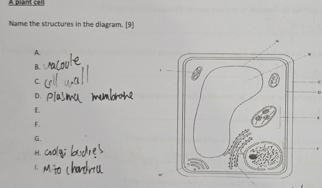 A plant cell 
Name the structures in the diagram. [9] 
A. 
B. 
C. 
C 
D. 
D 
E. 
E 
F. 
G. 
H. 
1.