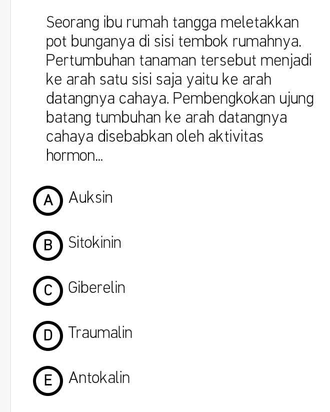 Seorang ibu rumah tangga meletakkan
pot bunganya di sisi tembok rumahnya.
Pertumbuhan tanaman tersebut menjadi
ke arah satu sisi saja yaitu ke arah
datangnya cahaya. Pembengkokan ujung
batang tumbuhan ke arah datangnya
cahaya disebabkan oleh aktivitas
hormon...
A Auksin
B Sitokinin
c Giberelin
D Traumalin
E Antokalin