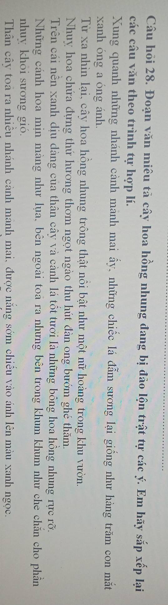 Câu hỏi 28. Đoạn văn miêu tả cây hoa hồng nhung đang bị đảo lộn trật tự các ý. Em hãy sắp xếp lại
các câu văn theo trình tự hợp lí.
Xung quanh những nhánh cành mảnh mai ấy, những chiếc lá đẫm sương lại giống như hàng trăm con mắt
xanh óng a óng ánh.
Từ xa nhìn lại, cây hoa hông nhung trông thật nôi bật như một nữ hoàng trong khu vườn.
Nhuy hoa chứa đựng thứ hương thơm ngọt ngào thu hút đàn ong bướm ghé thăm.
Trên cái nền xanh dịu dàng của thân cây và cành lá tốt tưới là những bông hoa hồng nhung rực rỡ.
Những cánh hoa mịn màng như lụa, bên ngoài toả ra nhưng bên trong khum khum như che chăn cho phần
nhuy khỏi sương gió.
Thân cây toả ra nhiều nhánh cành mảnh mai, được năng sớm chiếu vào ánh lên màu xanh ngọc.