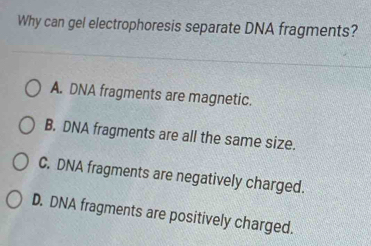 Why can gel electrophoresis separate DNA fragments?
A. DNA fragments are magnetic.
B. DNA fragments are all the same size.
C. DNA fragments are negatively charged.
D. DNA fragments are positively charged.