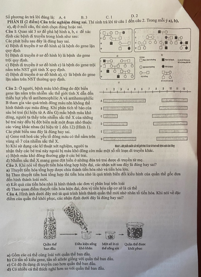 Số phương án trả lời đúng là: A. 4 B. 3 C. 1 D. 2
PHẢN II (2 điểm) Câu trắc nghiệm đúng sai. Thí sinh trả lời từ cầu 1 đến câu 2. Trong mỗi ý a), b),
c), d) ở mỗi câu, thí sinh chọn đúng hoặc sai.
Câu 1: Quan sát 3 sơ đồ phả hệ hình a, b, c để xác
định các bệnh di truyền trong hình như sau:
Các phát biểu sau đây là đúng hay sai.
a) Bệnh di truyền ở sơ đồ hình a) là bệnh do gene lặn
quy định
b) Bệnh di truyền ở sơ đồ hình b) là bệnh do gene 4
b)
trội quy định. Nam binh thuờng Mam bị hệnh LIII, M. Thư tự các
c) Bệnh đi truyền ở sơ đồ hình c) là bệnh do gene trội Thể Tẻ troung phà hệ
nằm trên NST giới tính X quy định. 1 N bình thường Hộ ệ bệnh
d) Bệnh di truyền ở sơ đồ hình a), c) là bệnh do gene W chóng
lặn nằm trên NST thường quy định. g ó mg wù com cli
d
Câu 2: Ở người, bệnh máu khó đông do đột biến
gene lặn nằm trên nhiễm sắc thể giới tính X dẫn đế
thiếu hụt yếu tố antihemophilic A và antihemophilic A          
B tham gia vào quá trình đông máu nên không thể
hình thành cục máu đông. Khi phân tích tế bào của B
sáu bé trai (kí hiệu từ A đến G) mắc bệnh máu khó
đông, người ta thấy trên nhiễm sắc thể X của những C
bé trai này đều bị đột biến mất một đoạn nhỏ thuộc D
các vùng khác nhau (kí hiệu từ 1 đến 12) (Hình 1).
Các phát biểu sau đây là đúng hay sai. E
a) Gene mã hoá các yếu tố đồng máu có thể nằm trên G
vùng số 7 của nhiễm sắc thể X.
b) Khi sử dụng các kĩ thuật xét nghiệm, người ta Hình 1. Một phẩo nhiễm sắc thể giới tính X ở các bê trai mốc hệnh nàu khả đông
nhận thấy các bé trai này ngoài bị máu khó đông còn mắc một số rối loạn di truyền khác.
c) Bệnh máu khó đông thường gặp ở các bé trai.
d) Nhiễm sắc thể X mang gene đột biến ở những đứa trẻ trai được di truyền từ mẹ.
Câu 3. Khi nói về thuyết tiến hóa tổng hợp hiện đại, các nhận xét sau đây là đúng hay sai?
a) Thuyết tiến hóa tổng hợp được chia thành tiến hóa nhỏ và tiến hóa lớn.
b) Theo thuyết tiến hoá tổng hợp thì tiến hóa nhỏ là quá trình biến đổi kiểu hình của quần thể gốc đưa
đền hình thành loài mới.
e) Kết quả của tiến hóa nhỏ là hình thành các đơn vị phân loại trên loài
d) Theo quan điểm thuyết tiến hóa hiện đại, đơn vị tiễn hóa cấp cơ sở là cá thể
Câu 4. Hình ảnh dưới đây mô tả quá trình hình thành quần thể mới nhờ nhân tố tiến hóa, Khi nói về đặc
diểm của quần thể khôi phục, các nhận định dưới đây là đúng hay sai?
a) Gồm các cá thể cùng loài với quần thể ban đầu.
b) Có tần số kiểu gene, tần số allele giống với quần thể ban đầu.
c) Có độ đa dạng di truyền cao hơn quần thể ban đầu.
d) Có nhiều cá thể thích nghi hơn so với quần thể ban đầu.