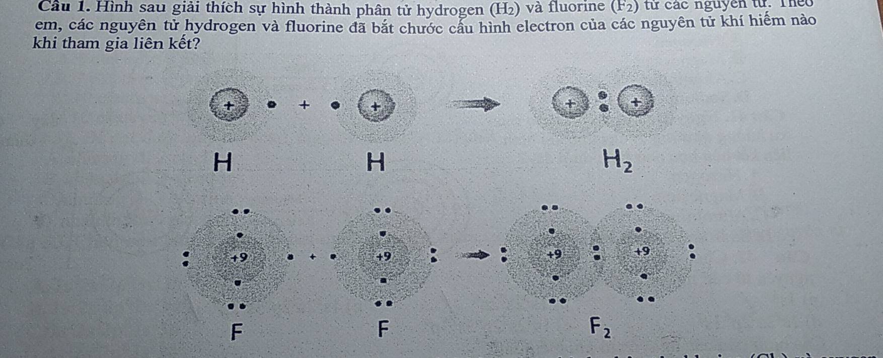 Hình sau giải thích sự hình thành phân tử hydrogen (H₂) và fluorine (F2) từ các nguyên tự. Theo 
em, các nguyên tử hydrogen và fluorine đã bắt chước cấu hình electron của các nguyên tử khí hiểm nào 
khi tham gia liên kết? 
+ 
+ 
+ 
+ +
H
H
H_2
F
F
F_2