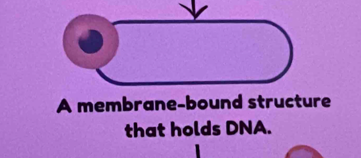 A membrane-bound structure 
that holds DNA.