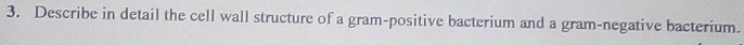 Describe in detail the cell wall structure of a gram-positive bacterium and a gram-negative bacterium.