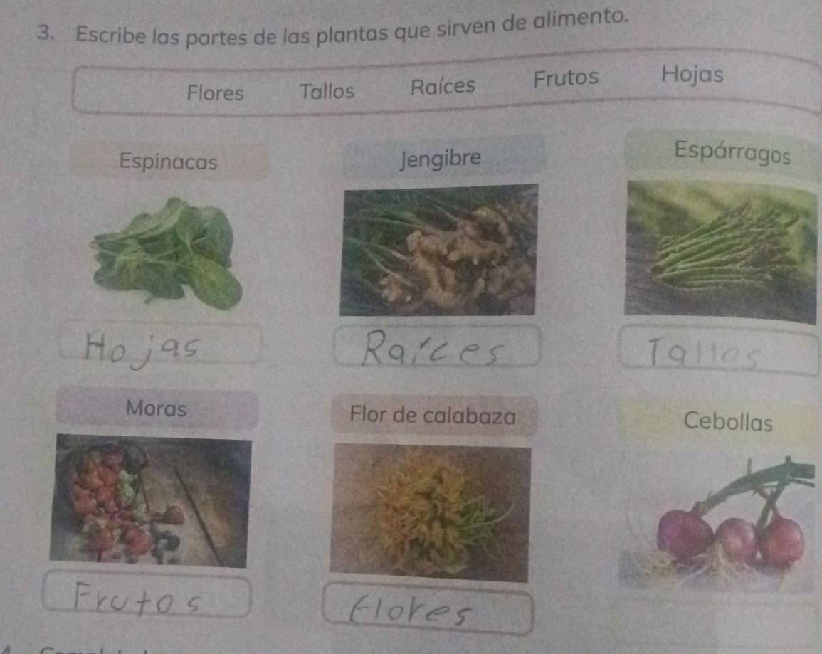 Escribe las partes de las plantas que sirven de alimento. 
Flores Tallos Raíces Frutos Hojas 
Espinacas Jengibre 
Espárragos 
Moras Flor de calabaza Cebollas