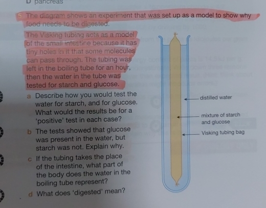 pancreas 
5 The diagram shows an experiment that was set up as a model to show why 
food needs to be digested. 
The Visking tubing acts as a model 
of the small intestine because it has 
tiny holes in it that some molecules 
can pass through. The tubing was 
left in the boiling tube for an hour, 
then the water in the tube was 
tested for starch and glucose. 
a Describe how you would test the distilled water 
water for starch, and for glucose. 
What would the results be for a 
‘positive’ test in each case? and glucose mixture of starch 
b The tests showed that glucose Visking tubing bag 
was present in the water, but 
starch was not. Explain why. 
c If the tubing takes the place 
of the intestine, what part of 
the body does the water in the 
boiling tube represent? 
d What does 'digested' mean?