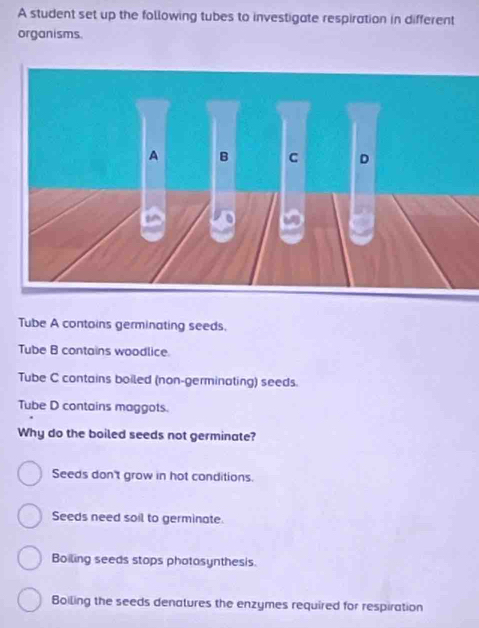 A student set up the following tubes to investigate respiration in different
organisms.
Tube A contoins germinating seeds.
Tube B contains woodlice.
Tube C contains boiled (non-germinating) seeds.
Tube D contains maggots.
Why do the boiled seeds not germinate?
Seeds don't grow in hot conditions.
Seeds need soil to germinate.
Boiling seeds stops photasynthesis.
Boiling the seeds denatures the enzymes required for respiration