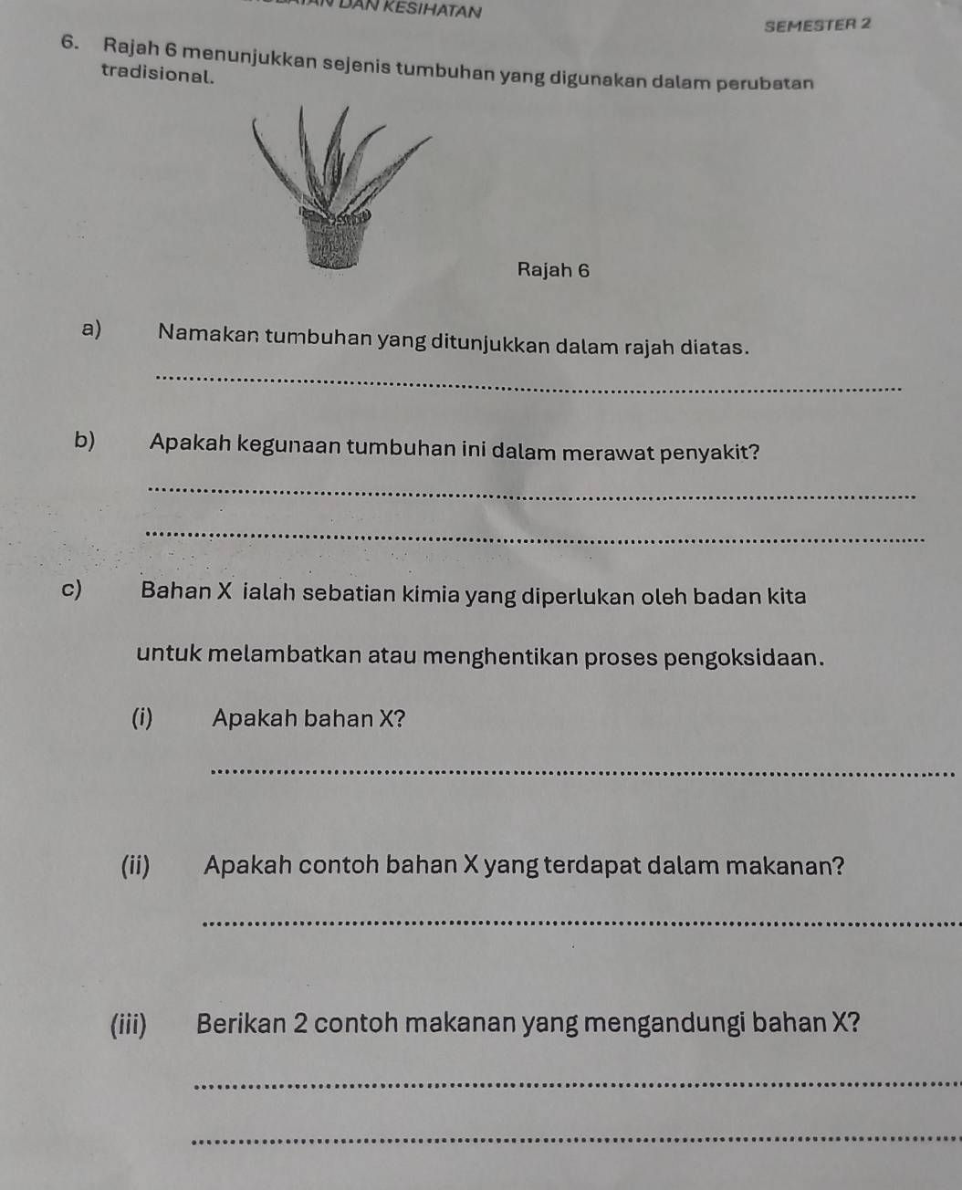 DAN KESIHATAN 
SEMESTER 2 
6. Rajah 6 menunjukkan sejenis tumbuhan yang digunakan dalam perubatan 
tradisional. 
Rajah 6 
a) Namakan tumbuhan yang ditunjukkan dalam rajah diatas. 
_ 
b) Apakah kegunaan tumbuhan ini dalam merawat penyakit? 
_ 
_ 
c) Bahan X ialah sebatian kimia yang diperlukan oleh badan kita 
untuk melambatkan atau menghentikan proses pengoksidaan. 
(i) Apakah bahan X? 
_ 
(ii) Apakah contoh bahan X yang terdapat dalam makanan? 
_ 
(iii) Berikan 2 contoh makanan yang mengandungi bahan X? 
_ 
_