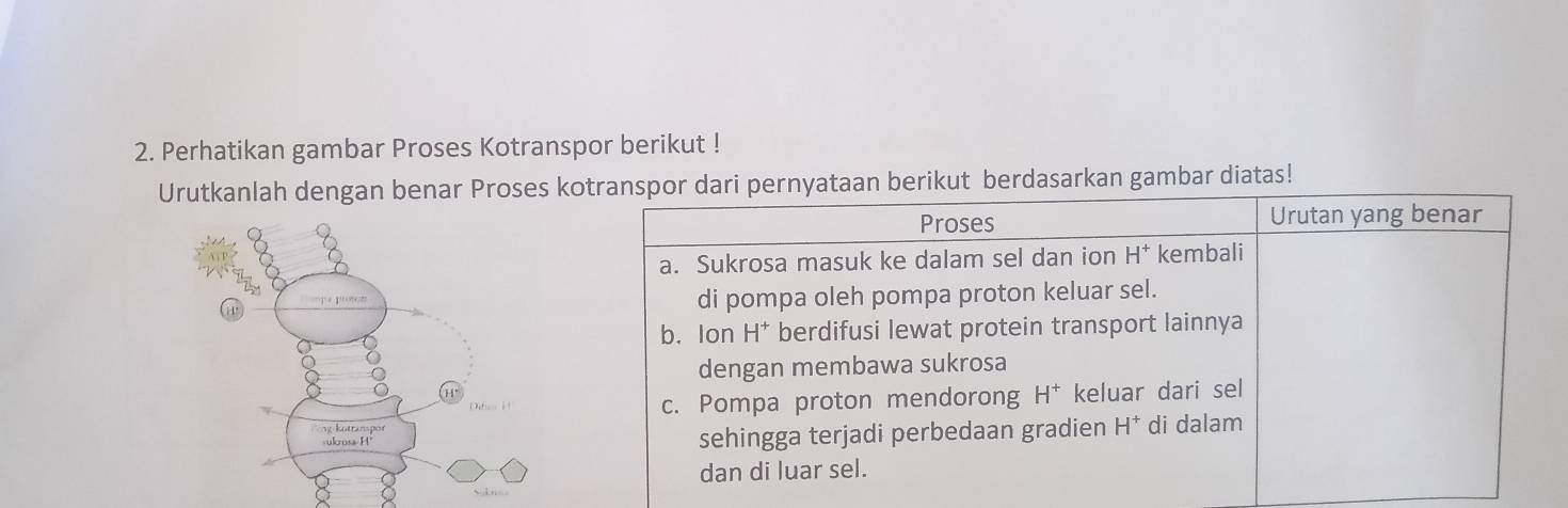 Perhatikan gambar Proses Kotranspor berikut !
Urutkanlah dengan benar Proses kut berdasarkan gambar diatas!