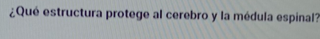 ¿Qué estructura protege al cerebro y la médula espinal?