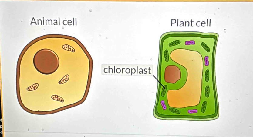 Animal cell