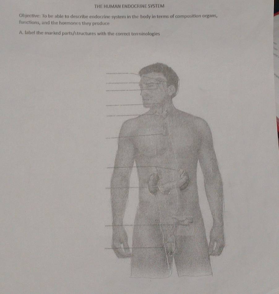 THE HUMAN ENDOCRINE SYSTEM 
Objective: To be able to describe endocrine system in the body in terms of composition organs, 
functions, and the hormones they produce 
A. label the marked parts/structures with the correct terminologies