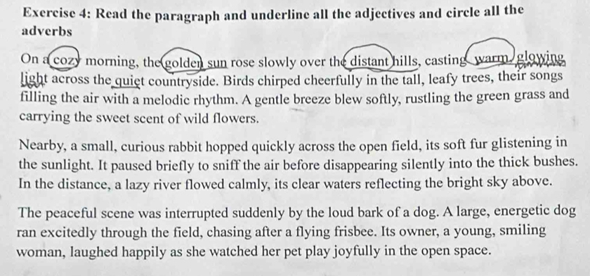 Read the paragraph and underline all the adjectives and circle all the 
adverbs 
On a cozy morning, the golden sun rose slowly over the distant hills, casting warm glowing 
light across the quiet countryside. Birds chirped cheerfully in the tall, leafy trees, their songs 
filling the air with a melodic rhythm. A gentle breeze blew softly, rustling the green grass and 
carrying the sweet scent of wild flowers. 
Nearby, a small, curious rabbit hopped quickly across the open field, its soft fur glistening in 
the sunlight. It paused briefly to sniff the air before disappearing silently into the thick bushes. 
In the distance, a lazy river flowed calmly, its clear waters reflecting the bright sky above. 
The peaceful scene was interrupted suddenly by the loud bark of a dog. A large, energetic dog 
ran excitedly through the field, chasing after a flying frisbee. Its owner, a young, smiling 
woman, laughed happily as she watched her pet play joyfully in the open space.