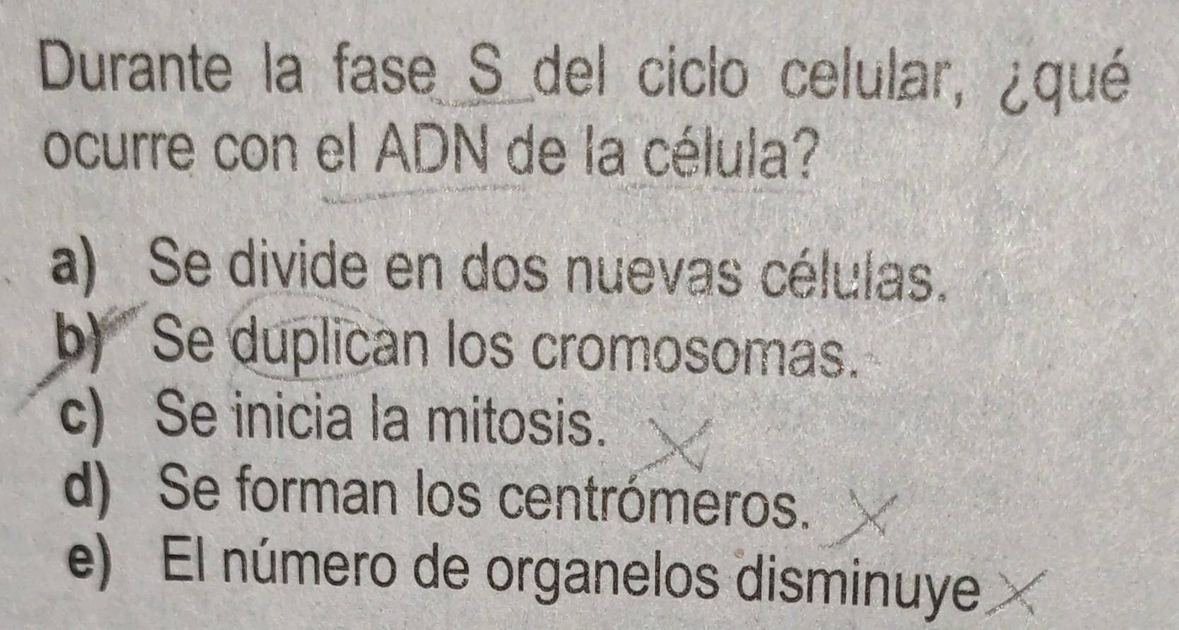 Durante la fase S_del ciclo celular, ¿qué
ocurre con el ADN de la célula?
a) Se divide en dos nuevas células.
b) Se duplican los cromosomas.
c) Se inicia la mitosis.
d) Se forman los centrómeros.
e) El número de organelos disminuye.