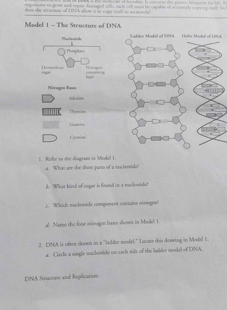 mynbonuciet aeld of DNA is the molecule of heredity. It contains the genetic blueprint for life. F 
organisms to grow and repair damaged cells, each cell must be capable of accurately copying itself. So 
does the structure of DNA allow it to copy itself so accurately? 
Model 1 - The Structure of DNA 
A 
Nitrogen Bases 
Adeninc 
Thymine 
Guanine 
Cytosine 
1. Refer to the diagram in Model 1. 
a. What are the three parts of a nucleotide? 
b. What kind of sugar is found in a nucleotide? 
c. Which nucleotide component contains nitrogen? 
d. Name the four nitrogen bases shown in Model 1. 
2. DNA is often drawn in a “ladder model.” Locate this drawing in Model 1. 
a. Circle a single nucleotide on each side of the ladder model of DNA. 
DNA Structure and Replication