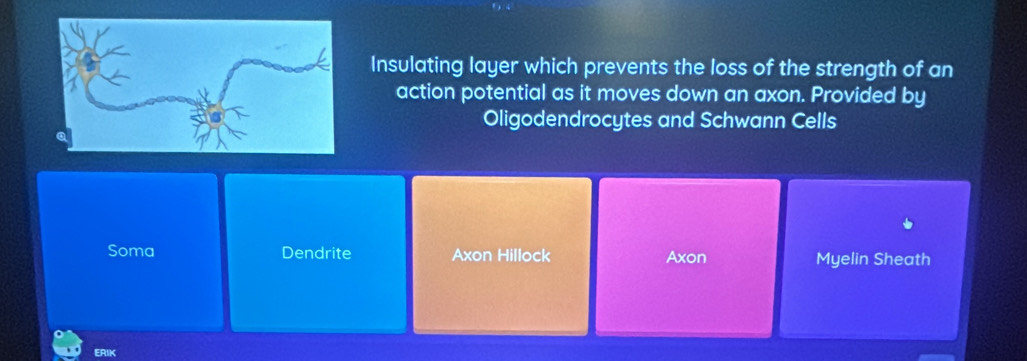 Insulating layer which prevents the loss of the strength of an
action potential as it moves down an axon. Provided by
Oligodendrocytes and Schwann Cells
Soma Dendrite Axon Hillock Axon Myelin Sheath
ERIK