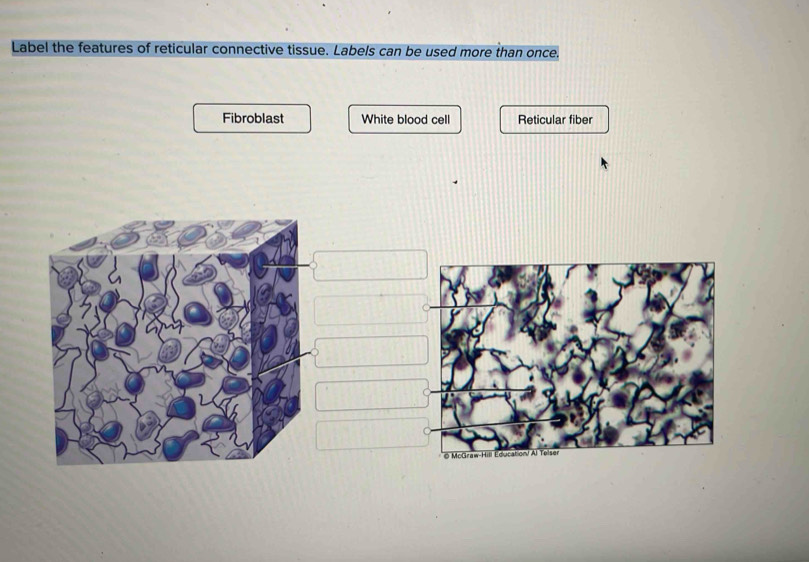 Solved: Label the features of reticular connective tissue. Labels can ...