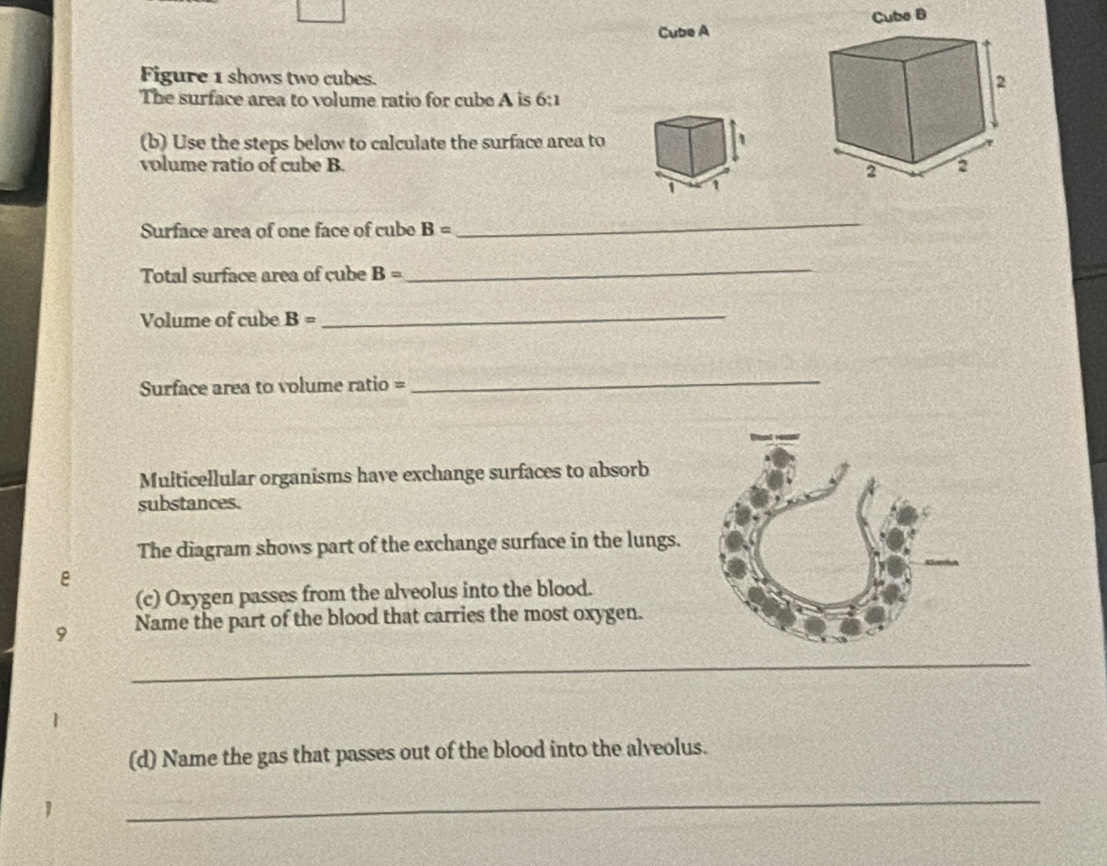 Cube A 
Figure 1 shows two cubes. 
The surface area to volume ratio for cube A is 6:1
(b) Use the steps below to calculate the surface area to 
1 
volume ratio of cube B. 
Surface area of one face of cube B=
_ 
Total surface area of cube B=
_ 
Volume of cube B= _ 
Surface area to volume ratio = 
_ 
Multicellular organisms have exchange surfaces to absorb 
substances. 
The diagram shows part of the exchange surface in the lungs. 
e 
(c) Oxygen passes from the alveolus into the blood. 
9 Name the part of the blood that carries the most oxygen. 
_ 
(d) Name the gas that passes out of the blood into the alveolus. 
_