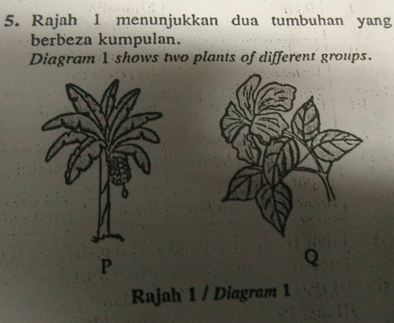 Rajah I menunjukkan dua tumbuhan yang 
berbeza kumpulan. 
Diagram 1 shows two plants of different groups. 
Q 
Rajah 1 / Diagram 1