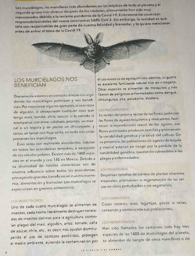 Los murciélagos, los mamíferos más abundantes en los trópicos de todo el planeta y el
segundo grupo más diverso después de los rœdores, últimamente han sido muy
mencionados debido a la reciente pandemia de la Covid-19. Erróneamente continúan
responsabilizándolos del nuevo coronavirus SARS-CoV-2. Sin embargo, la realidad es que
sólo son responsables de gran parte de nuestra felicidad y bienestar, y lo quiero mencionar
antes de entrar al tema de la Covid-19.
LOS MURCIÉLAGOS NOS el uso excesivo de agroquímicos; además, su guano
BENEFICIAN es excelente fertilizante natural rico en nitrógeno.
Otras especies se alimentan de mosquitos y nos
Diariamente estamos en contacto directo con algo liberan de pelígrosas enfermedades como dengue,
donde los murciélagos participan y nos benefi chicungunya, zika, paludismo, etcétera.
cian. Por mencionar algunos ejemplos, sí usas ropa
de algodón, si desayunaste cualquier cosa que LOS NECZARIVOROS
tenga maíz, tomate, chile, azúcar, si tu comida la Se nutren del polen y néctar de las flores; polinizan
acompañas con arroz, calabaza, pepinos, un mez- las flores de agaves tequileros y mezcaleros, favo.
cal o un tequila y de postre un chicozapote, y recen la reproducción sexual de los agaves, sus
cenas un tamal con hoja santa, en todo eso están flores polinizadas producen semillas y promuevén
presentes los murciélagos la variabilidad genética y la salud del cultivar. Sin
Esos seres son realmente abundantes, habitan su presencía, las poblaciones de agaves de tequila
en todos los ecosistemas terrestres, a excepción y mezcal estarían en resgo por la pérdida de la
de los círculos polares. Existen más de 1400 espe- variabilidad genética, quedando vulnerables a las
cies en el mundo y casí 140 en México. Debido a plagas y enfermedades.
su diversidad de hábitos alimenticios son de
enorme influencia sobre todos los ecosistemas. LOS FRUGíVOROs
proveyendo grandes beneficios en nuestra econo-  Dispersán semillas de cientos de plantas silvestres
mía, alimentación y bienestar. Los murciólagos se tropicales, promueven la regeneración de las sel
especializan en gremios alimenticios: vas en sitios perturbados o sin vegetación.
LOS INSECTIVOROS LOS CARNIVOROS
Uno de cada cuatro murciélagos se alimentan de  Cazan ratones, aves, lagartijas, peces o ranas,
insectos, cada noche literalmente destruyen tonela. saneando y contro ando sus poblaciones.
das de insectos dañinos para la agricultura, contro-
lan plagas del maiz, algodón, arroz, tomate, caña LOS HEMATOFAGOS
de azúcar, chile, etc., es decir, nos ayudan disminu- Han sido llamados los vampiros, solo hay tres
yendo el uso de costosos pesticidas, protegen especies de las 1400 de murciólagos del planeta,
el medio ambiente, evitando la contaminación por se alimentan de sangre de otros mamíferos o de