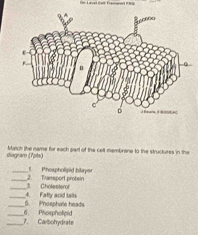 On Lovel Gell Transport FRG 
Match the name for each part of the cell membrane to the structures in the 
diagram (7pts) 
_1. Phospholipid bilayer 
_2. Transport protein 
_3. Cholesterol 
_4. Falty acid tails 
_5. Phosphate heads 
_6 Phospholipid 
_7. Carbohydrate