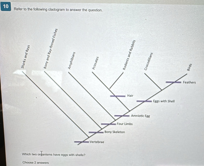 Refer to the following cladogram to answer the question. 
Which two organisms have eggs with shells? 
Choose 2 answers