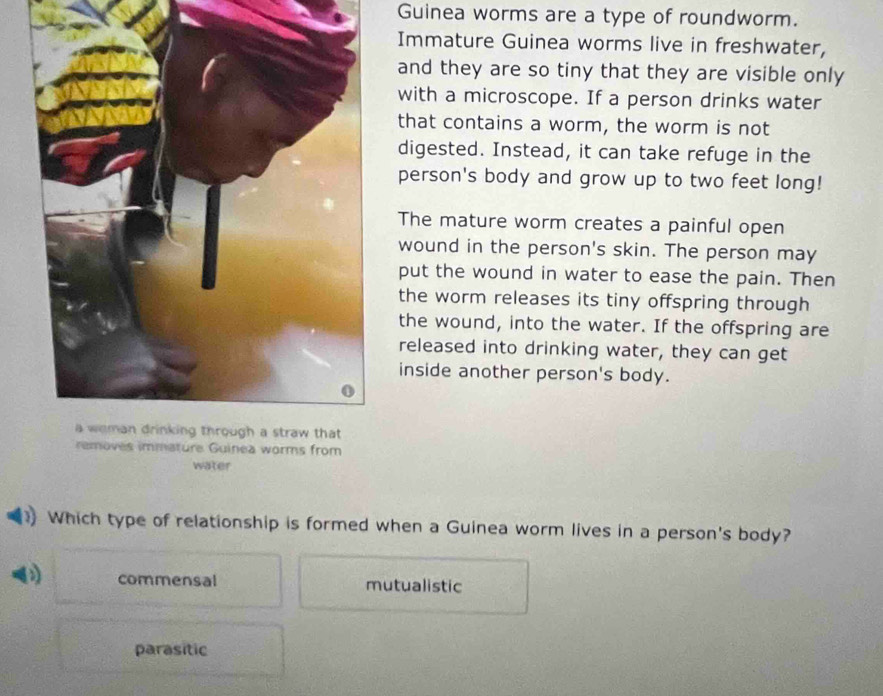 Guinea worms are a type of roundworm.
Immature Guinea worms live in freshwater,
and they are so tiny that they are visible only
with a microscope. If a person drinks water
that contains a worm, the worm is not
digested. Instead, it can take refuge in the
person's body and grow up to two feet long!
The mature worm creates a painful open
wound in the person's skin. The person may
put the wound in water to ease the pain. Then
the worm releases its tiny offspring through
the wound, into the water. If the offspring are
released into drinking water, they can get
inside another person's body.
ature Guinea worms from
water
Which type of relationship is formed when a Guinea worm lives in a person's body?
commensal mutualistic
parasitic